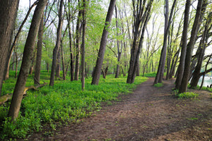 A picture of a path winding through a lush forest